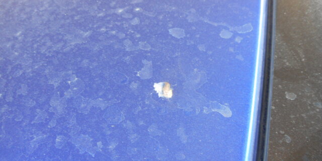 鳥の糞、虫の死骸を落とす