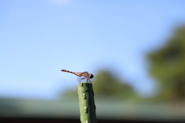 ガラスコーティング_トンボのフン